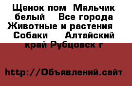 Щенок пом. Мальчик белый  - Все города Животные и растения » Собаки   . Алтайский край,Рубцовск г.